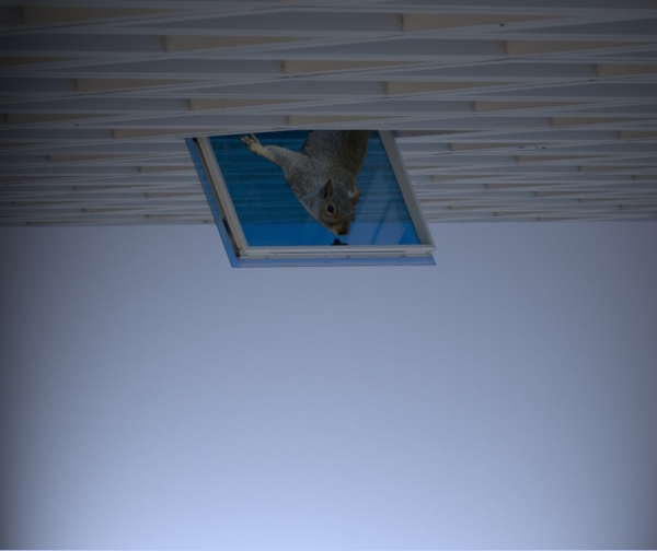 Creation of Gigantic Squirrel: Step 3